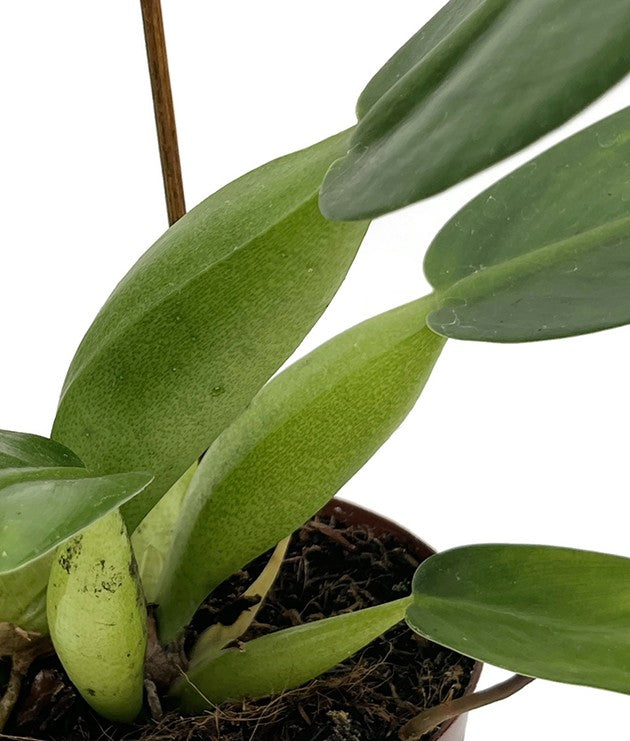 Philodendron martianum "Pacová" aka "Fatboy" - Baumfreund