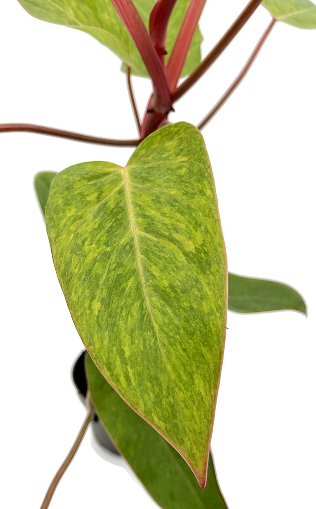 Philodendron Painted Lady - Baumfreund