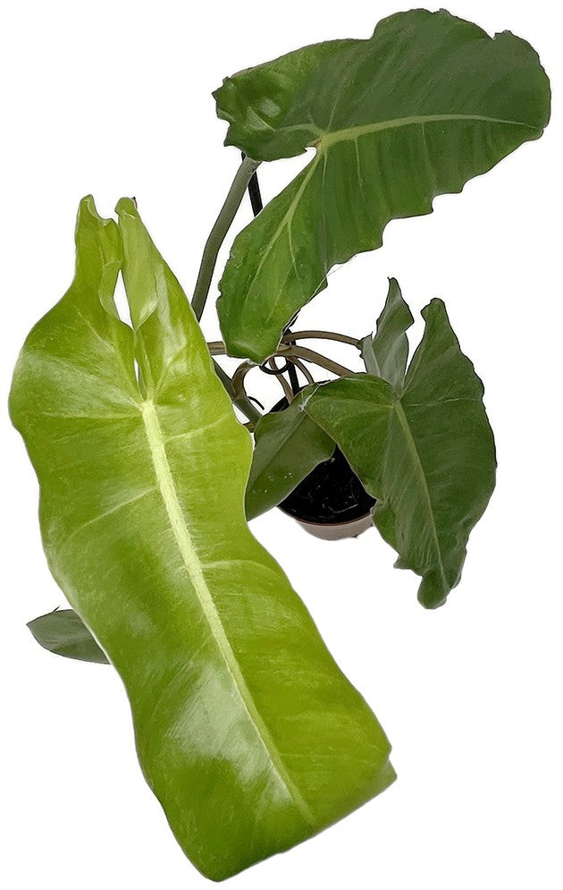 Philodendron paraiso verde - beeindruckender Baumfreund