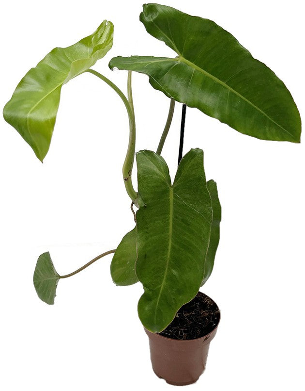 Philodendron paraiso verde - beeindruckender Baumfreund