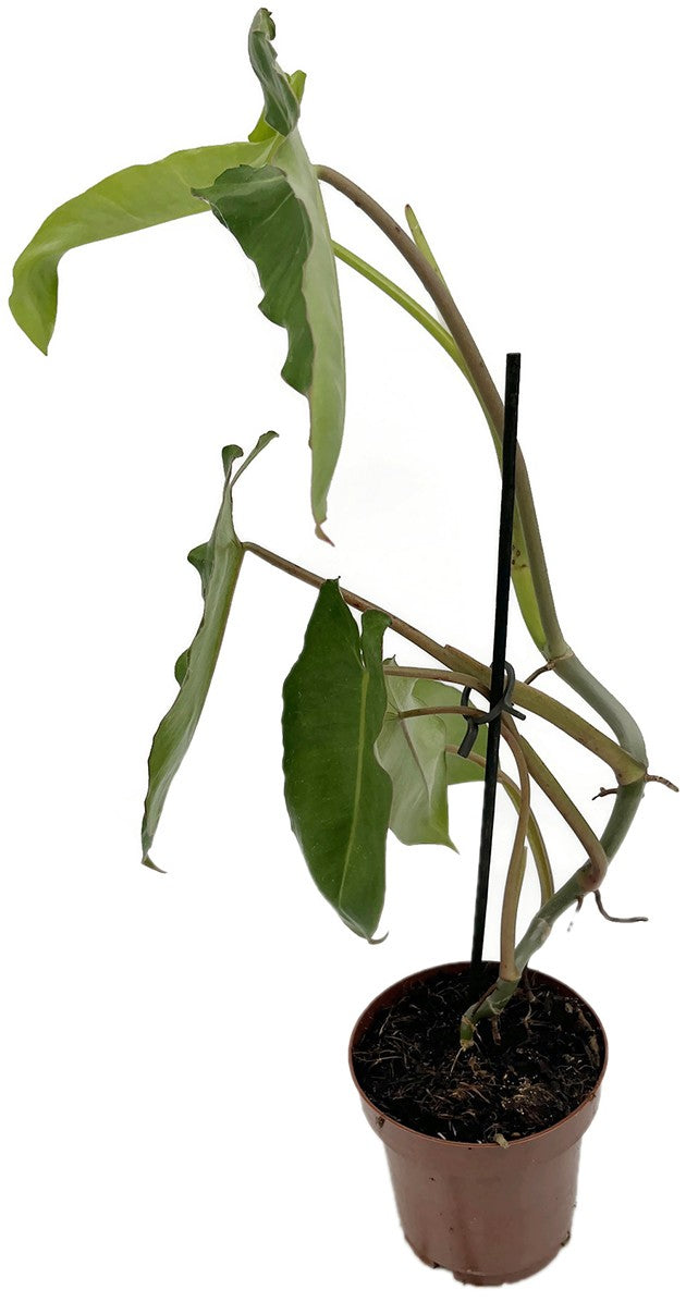 Philodendron paraiso verde - beeindruckender Baumfreund