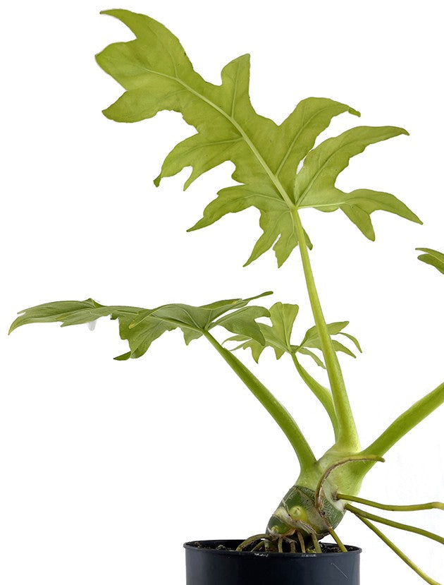 Philodendron selloum "Gold" - goldener Baumfreund