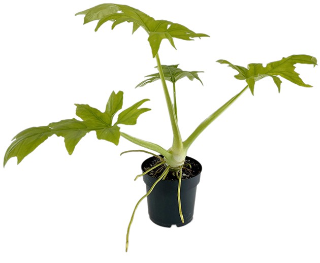Philodendron selloum "Gold" - goldener Baumfreund