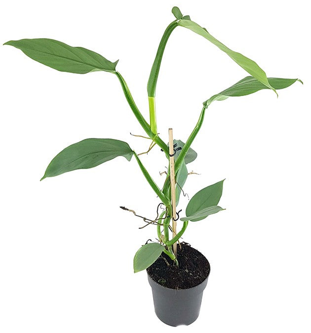 Philodendron "Silver Queen" - royaler Baumfreund