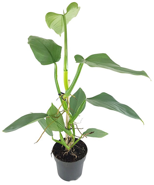 Philodendron "Silver Queen" - royaler Baumfreund