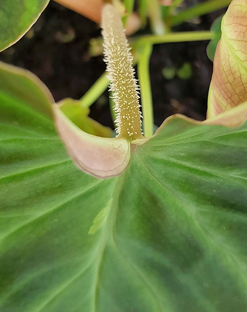 Philodendron Verrucosum - seltener Baumfreund