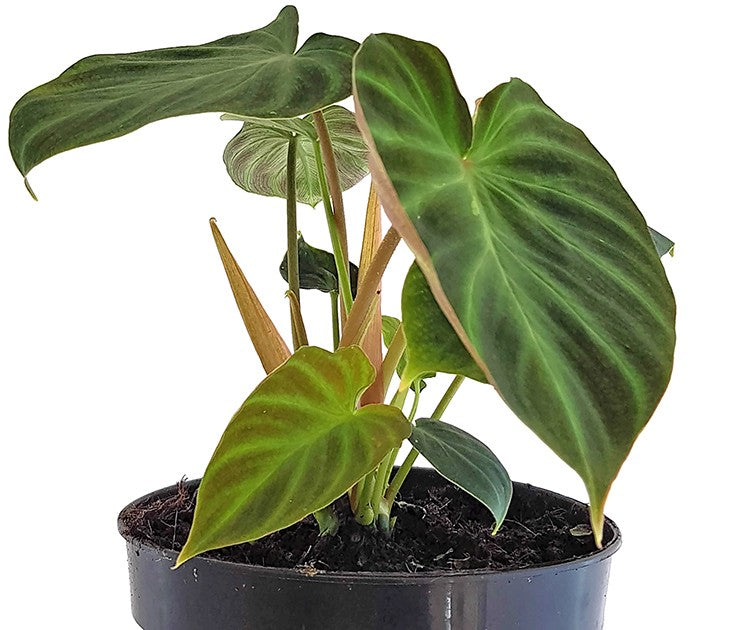 Philodendron Verrucosum - seltener Baumfreund