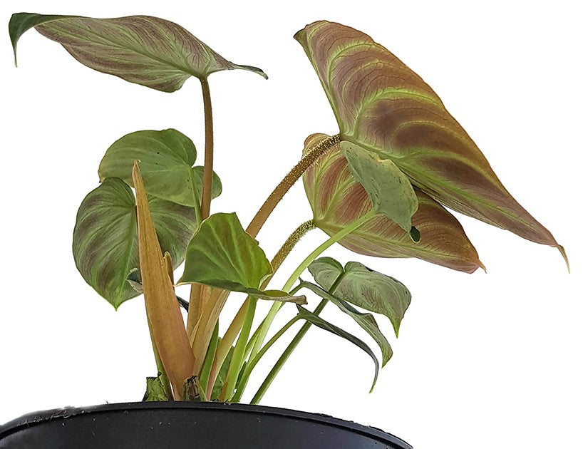 Philodendron Verrucosum - seltener Baumfreund