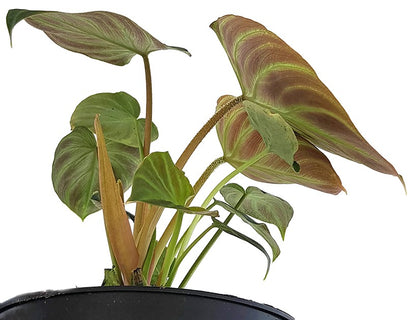 Philodendron Verrucosum - seltener Baumfreund