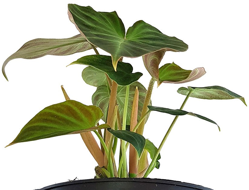 Philodendron Verrucosum - seltener Baumfreund