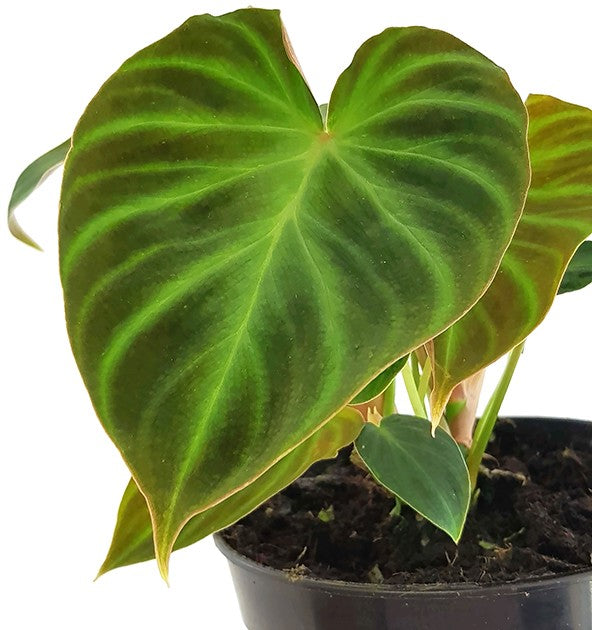 Philodendron Verrucosum - seltener Baumfreund