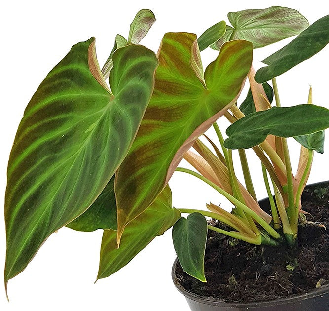 Philodendron Verrucosum - seltener Baumfreund