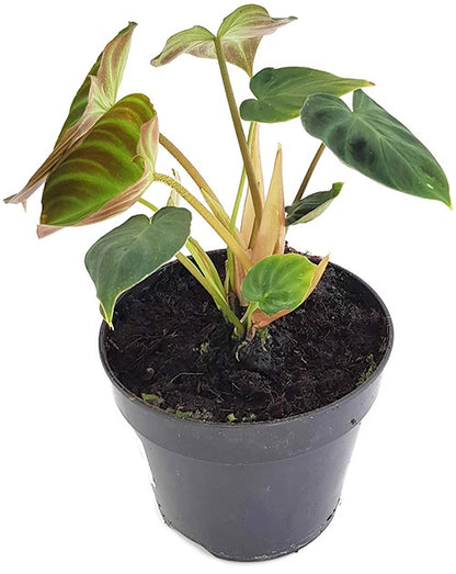 Philodendron Verrucosum - seltener Baumfreund