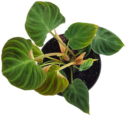 Philodendron Verrucosum - seltener Baumfreund