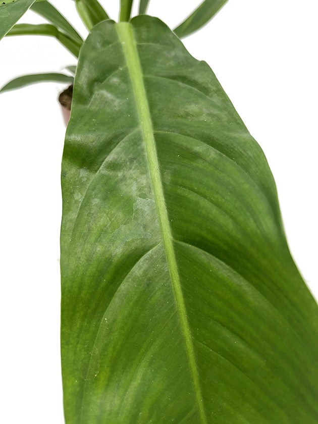 Philodendron wendlandii - Baumfreund