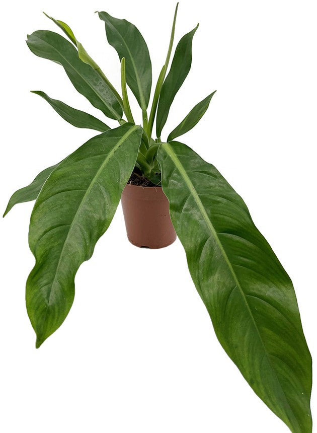 Philodendron wendlandii - Baumfreund