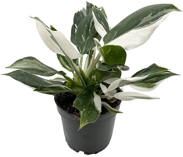 Philodendron "White Wizard" - weiß-grüner Baumfreund