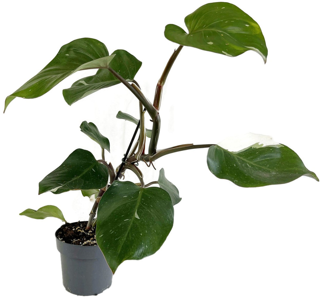 Philodendron "White Knight" - seltener Baumfreund