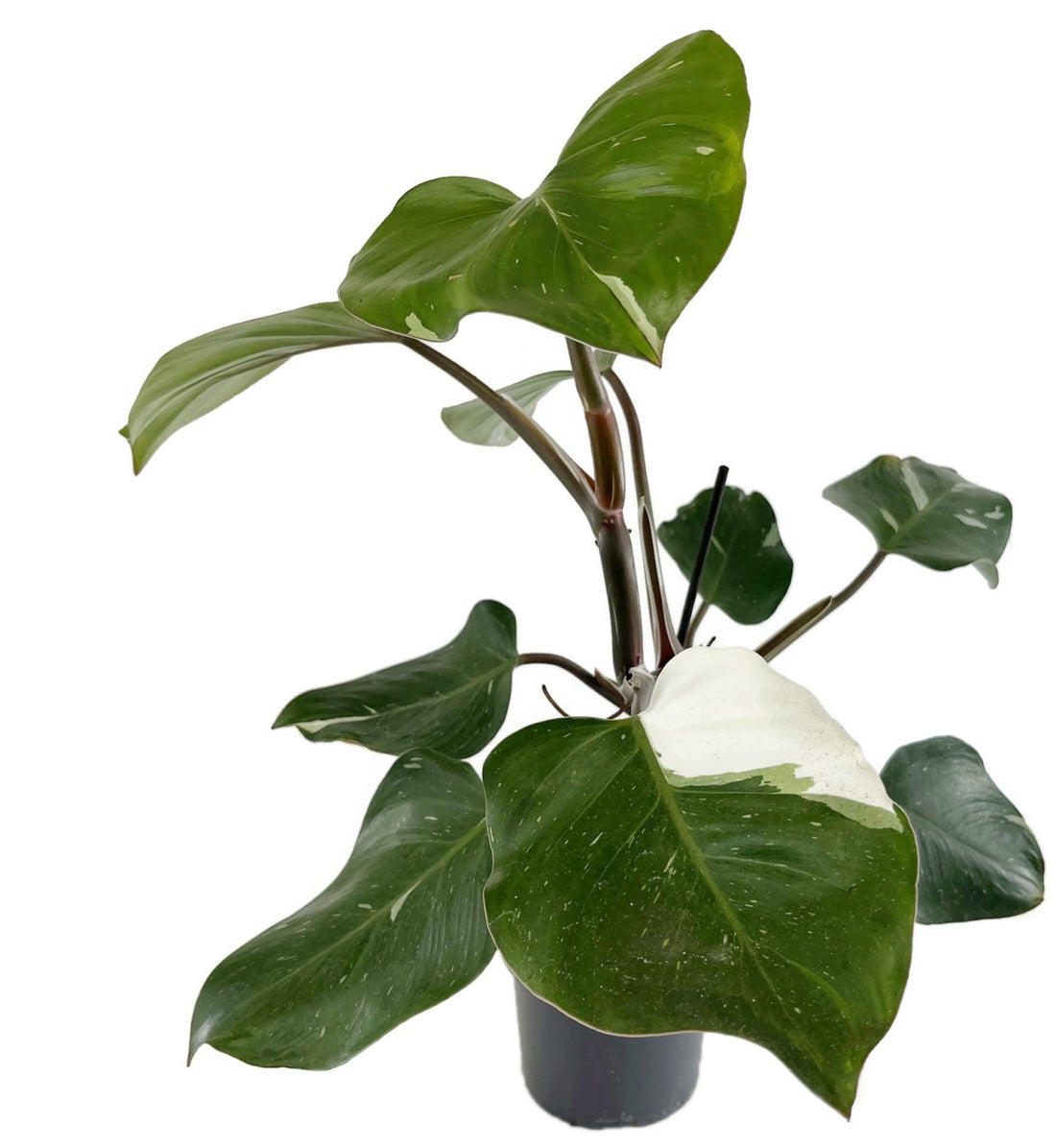 Philodendron "White Knight" - seltener Baumfreund
