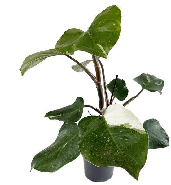 janet craig dracaena Janet Craig Dracaena 8 inch main image 0
