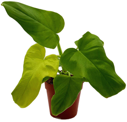 Philodendron Golden Violin