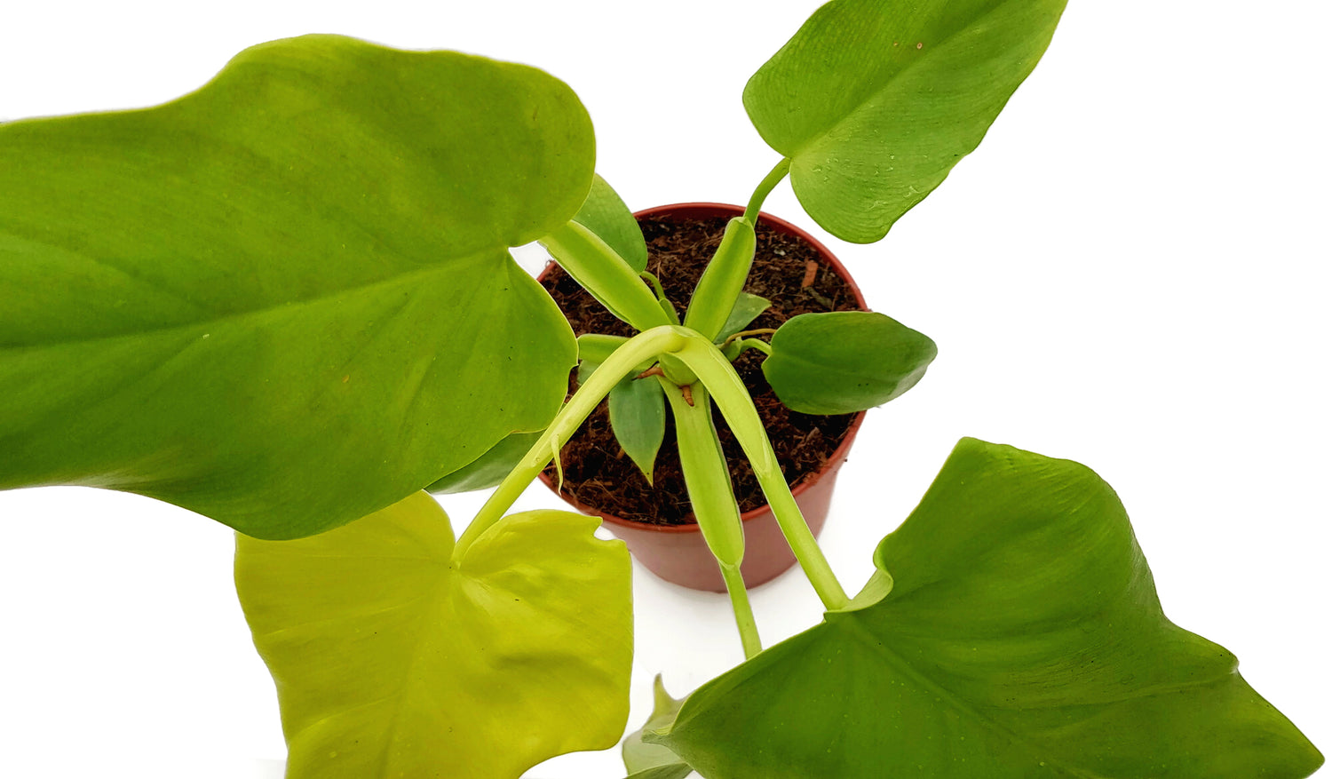 Philodendron Golden Violin