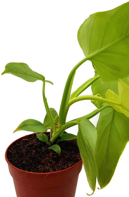 Philodendron Golden Violin