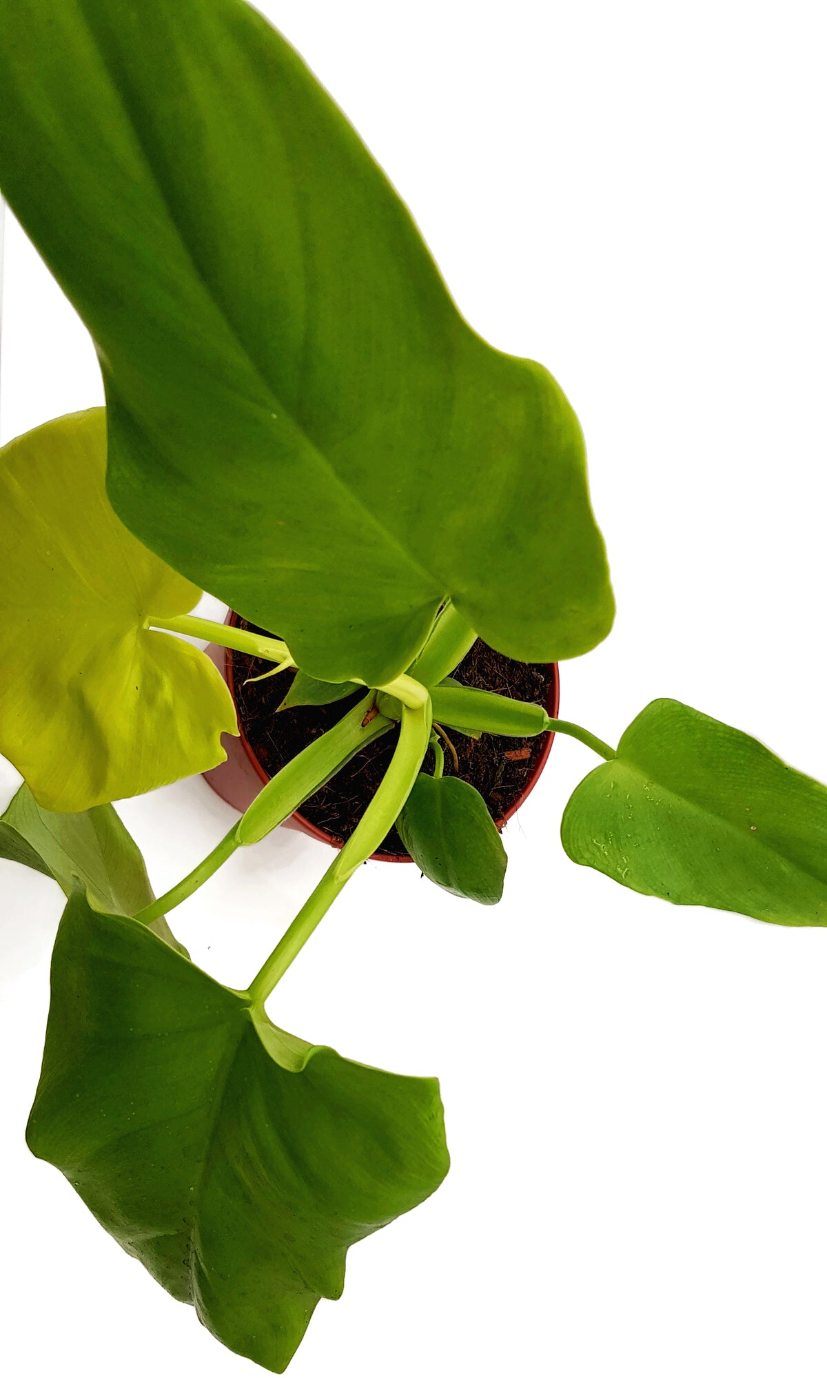 Philodendron Golden Violin