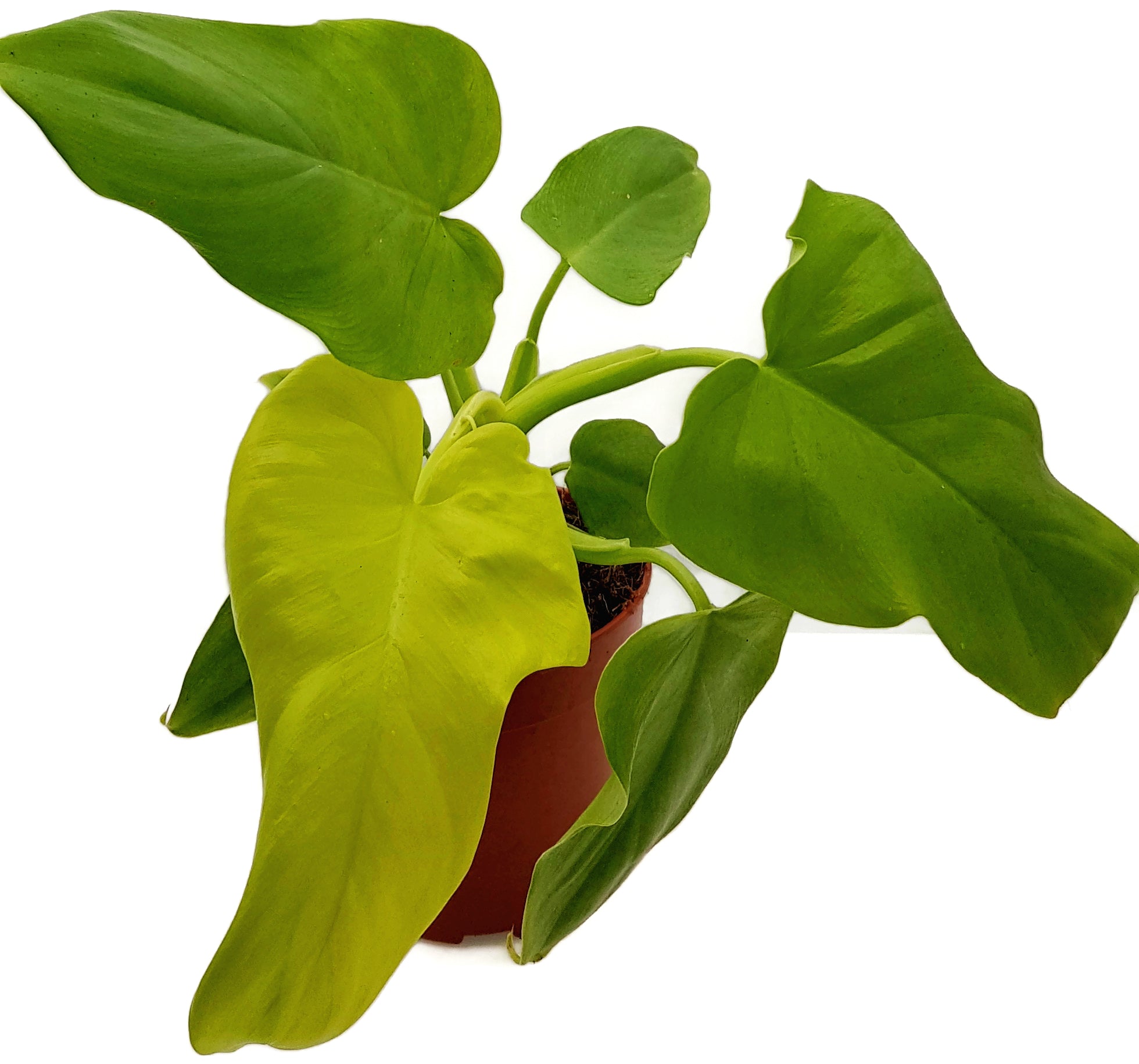 Philodendron Golden Violin