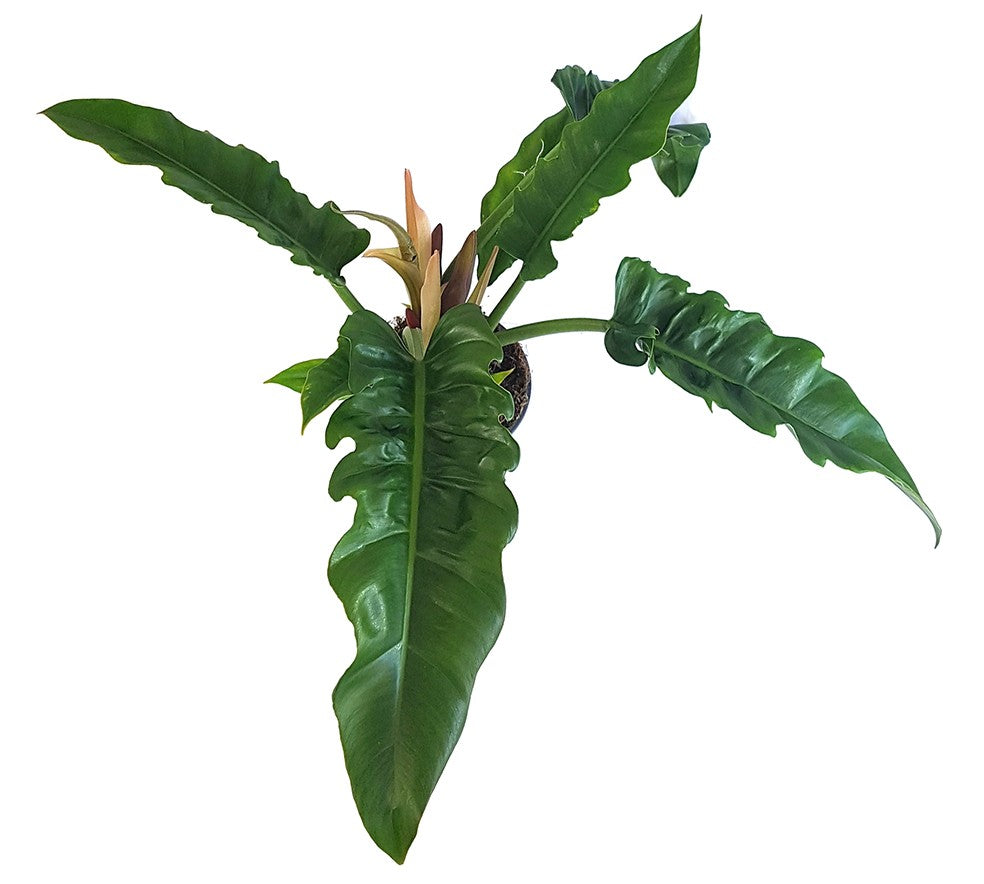 Philodendron narrow "Escape" - tiefgrüner Baumfreund
