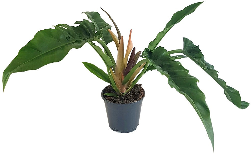Philodendron narrow "Escape" - tiefgrüner Baumfreund