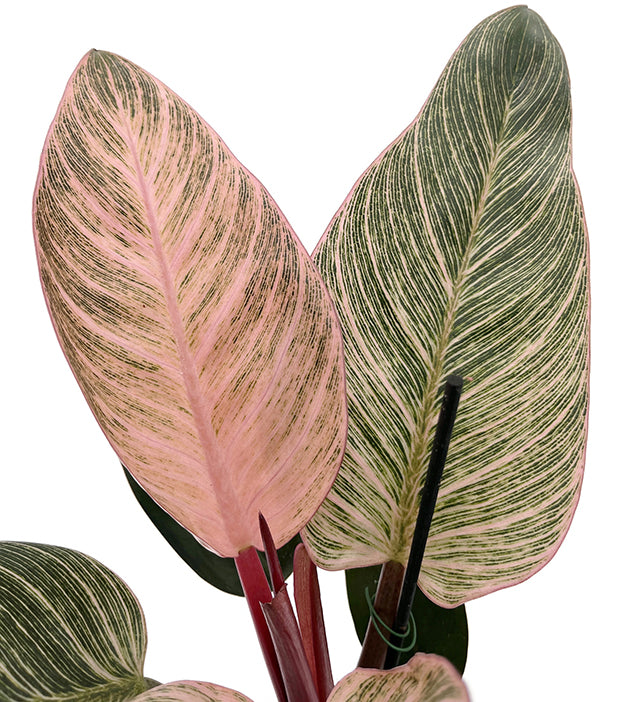 Philodendron "Pink Birkin" - pink gestreifter Baumfreund