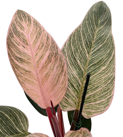 Philodendron "Pink Birkin" - pink gestreifter Baumfreund