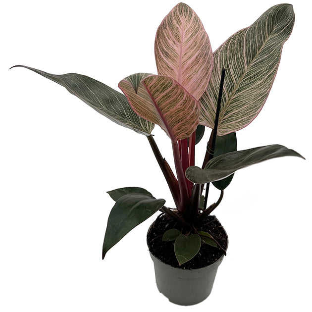 Philodendron "Pink Birkin" - pink gestreifter Baumfreund