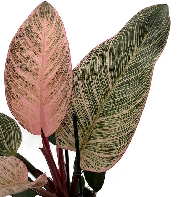 Philodendron "Pink Birkin" - pink gestreifter Baumfreund