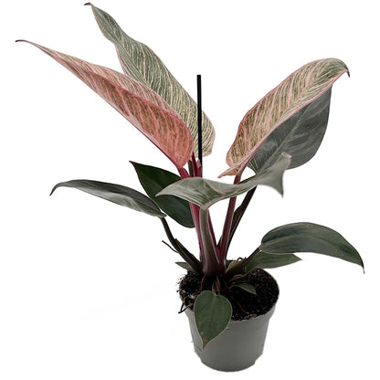 Philodendron "Pink Birkin" - pink gestreifter Baumfreund