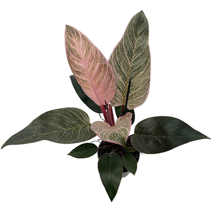 Philodendron "Pink Birkin" - pink gestreifter Baumfreund