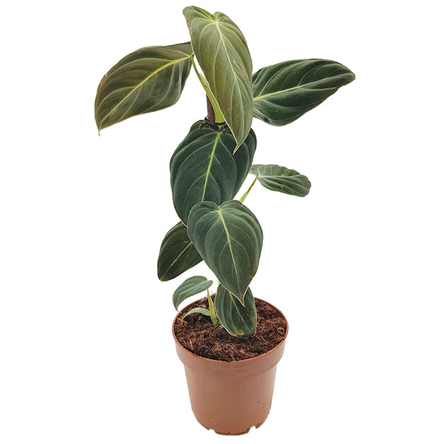 Philodendron Melanocrysum - eleganter Baumfreund