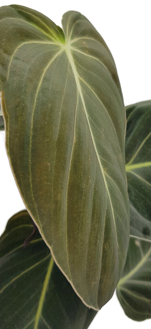 Philodendron Melanocrysum - eleganter Baumfreund