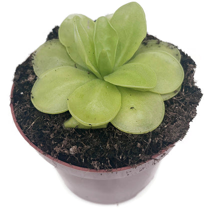 Pinguicula &quot;Ibarea&quot; - zierliches Fettkraut