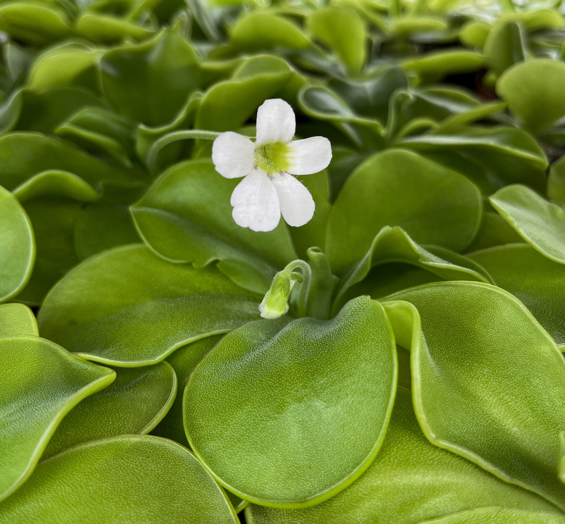 Pinguicula &quot;Ibarea&quot; - zierliches Fettkraut