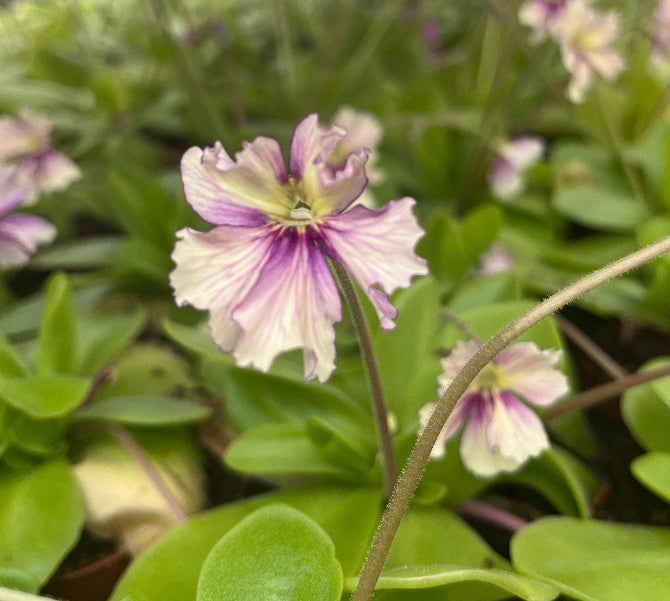 Pinguicula "Gaby" (razberry blonde) - zierliches Fettkraut