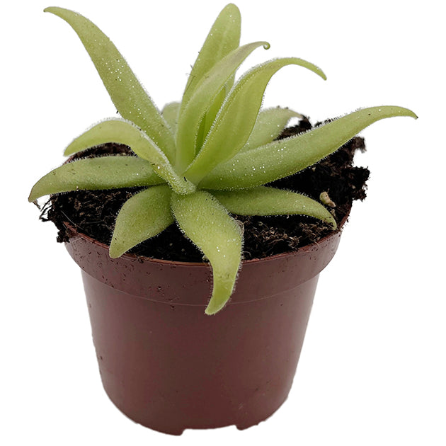 Pinguicula x "FB Gorgona" (heterophylla × medusina × gigantea)
