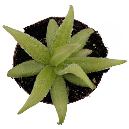 Pinguicula x "FB Gorgona" (heterophylla × medusina × gigantea)