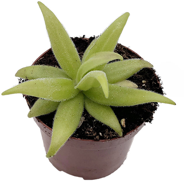 Pinguicula x "FB Gorgona" (heterophylla × medusina × gigantea)