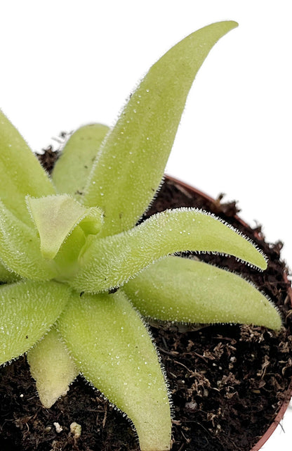 Pinguicula x "FB Gorgona" (heterophylla × medusina × gigantea)