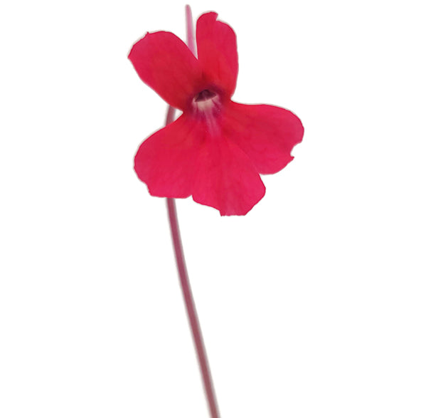 Pinguicula laueana - rotes Fettkraut