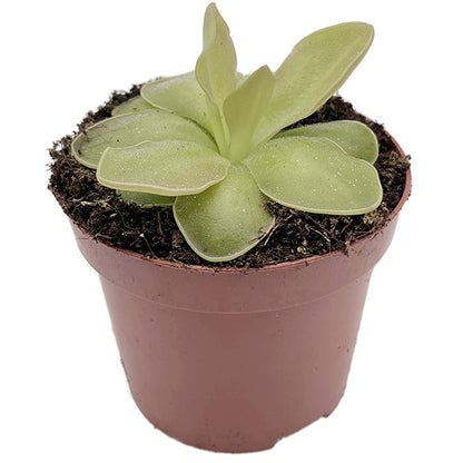 Pinguicula x &