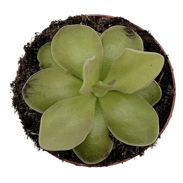 Pinguicula x &