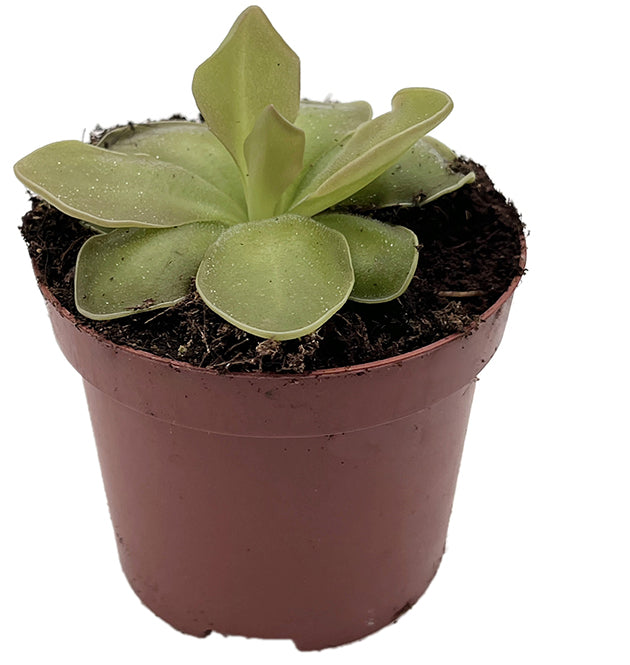 Pinguicula x &